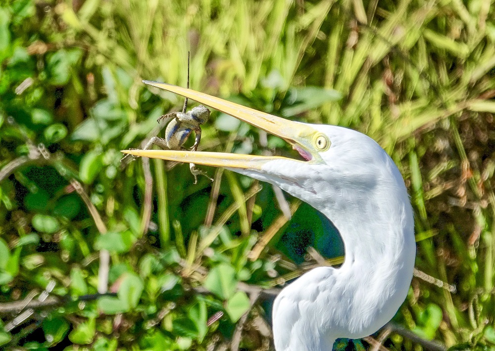 Sun Photo A00011 Great Egret Catches a Lizard